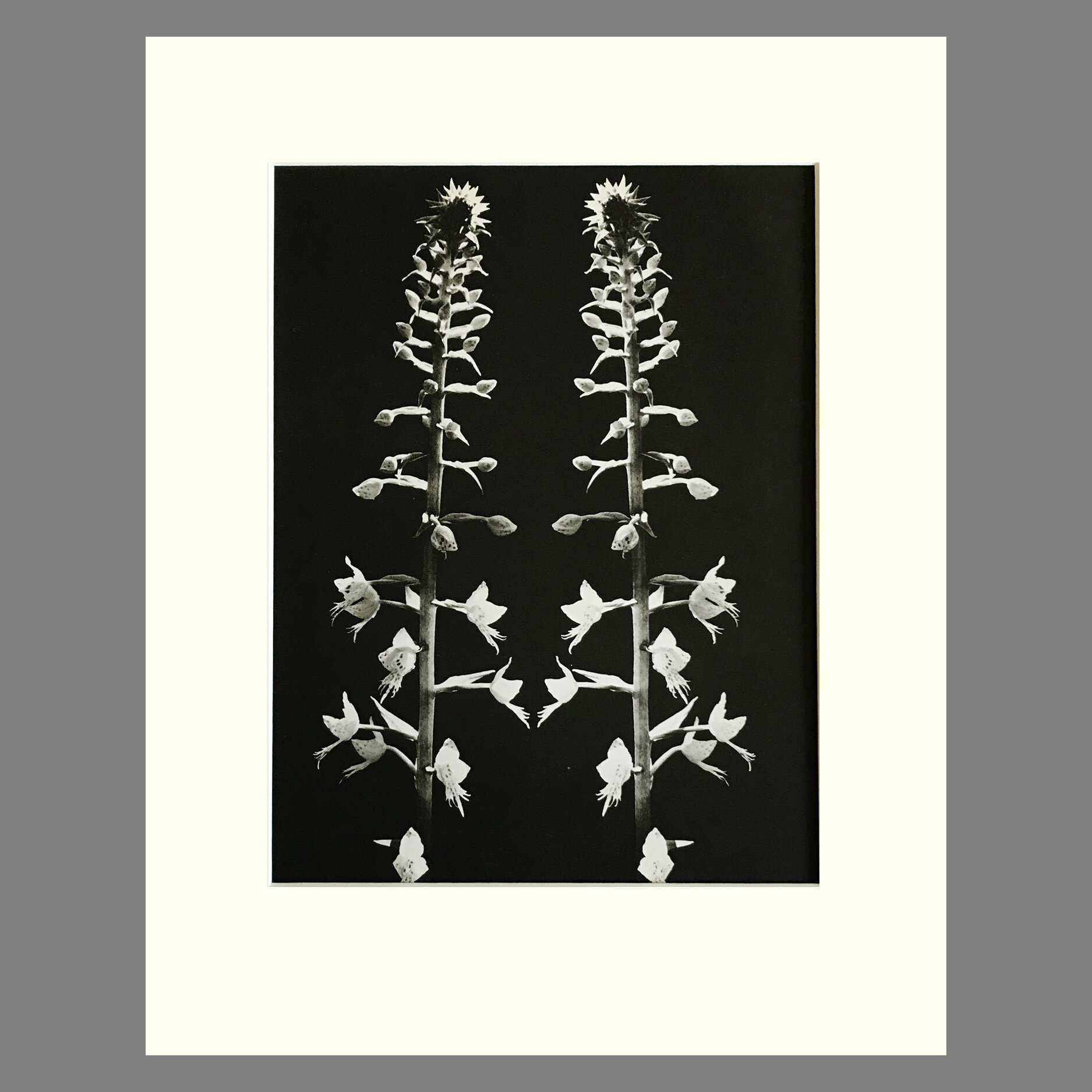 Orchid Photogravure Plate 13, Archivally on sale Matted, Size 11 x 14